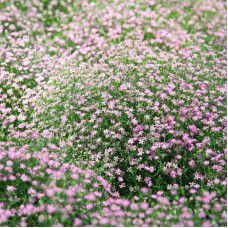 Gypsophila elegans seeds «Pink» (annual)