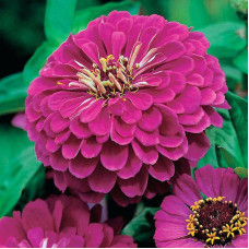 Zinnia seeds «Purple king»