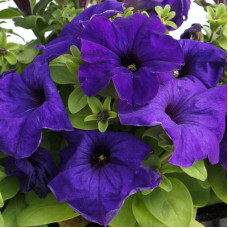 Petunia seeds «Midnight Dreams»