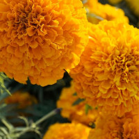 Marigold seeds «Orange prince»