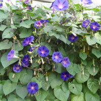 Ipomoea seeds «Blue star»