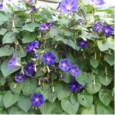 Ipomoea seeds «Blue star»