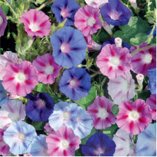 Ipomoea seeds «Purpurea» (mix)