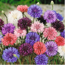 Cornflower seeds «Mix of colors»