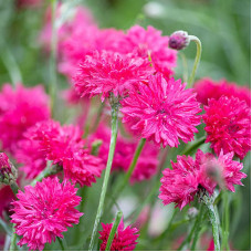 Cornflower seeds «Red»