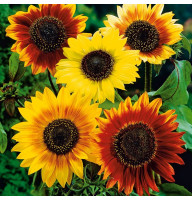 Sunflower seeds «Decorative mix»