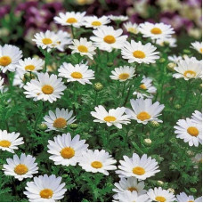 Chrysanthemum seeds «Marsh»