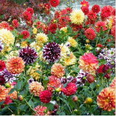 Dahlia terry seeds (mix)