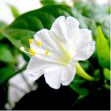 Mirabilis seeds «Four O'clock white»