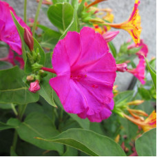 Mirabilis seeds «Four O'Clock Pink»