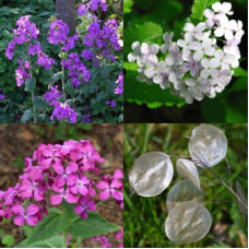 Lunaria seeds