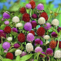 Gomphrena seeds (mix)