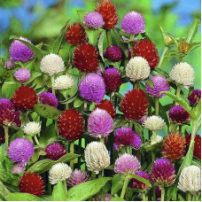 Gomphrena seeds (mix)