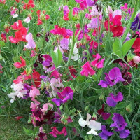 Насіння запашного горошку низькорослого (суміш)