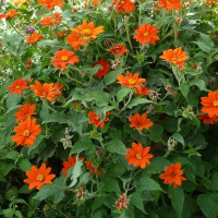 Tithonia rotundifolia seeds