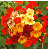 Насіння красолі низькорослої махрової (суміш)