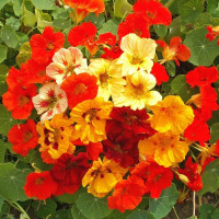 Nasturtium terry seeds (mix)