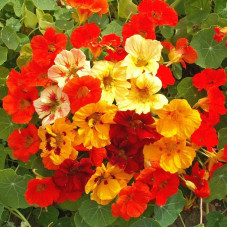 Nasturtium terry seeds (mix)