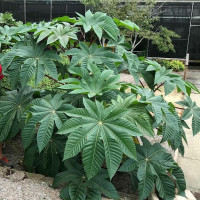 Семена клещевины зелёной