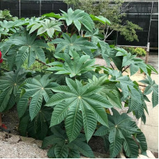 Castor bean seeds «Green stem»