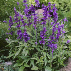 Salvia farinacea seeds «Blue»