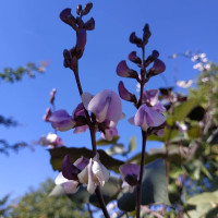 Dolichos seeds «Purple garland»