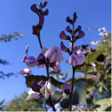 Dolichos seeds «Purple garland»