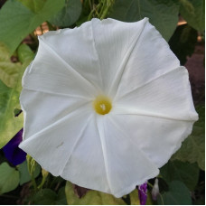 Ipomoea seeds «Giant white»