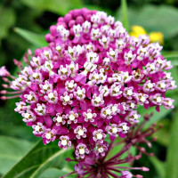 Milkweed seeds