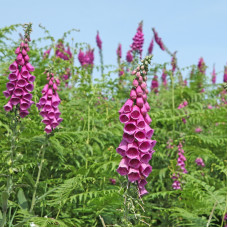 Foxglove seeds «Excelsior»