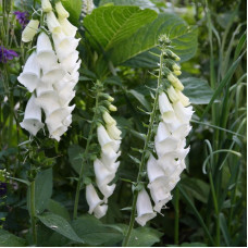 Foxglove seeds «Dalmatian white»