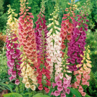 Foxglove seeds «Dalmatian Mix»