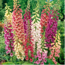 Foxglove seeds «Dalmatian Mix»