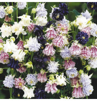 Columbine seeds «Tower» (mix)