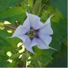 Datura seeds «Blue»