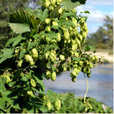 Hop seeds «Friendly»