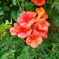 Семена кампсиса