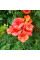 Campsis seeds «Trumpet creeper»