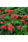 Campsis seeds «Trumpet creeper»