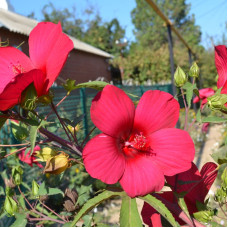 Hibiscus moscheutos seeds «Galaxy»