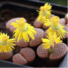 Lithops seeds «Mercury»