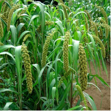 Foxtail millet seeds «Mogar»