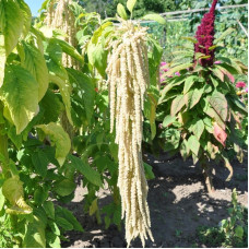 Amaranth seeds «White fox tail»