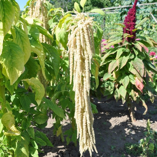 Amaranth seeds «White fox tail»