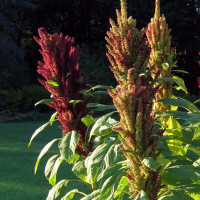 Amaranth seeds «Popping»
