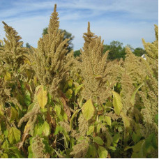 Amaranth seeds «Kharkiv»