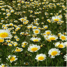 Garland chrysanthemum seeds