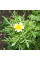 Garland chrysanthemum seeds