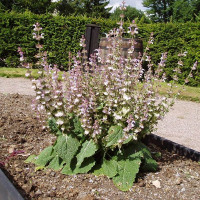 Clary sage seeds
