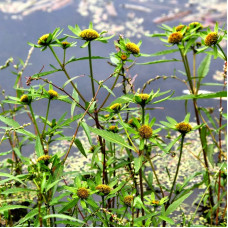 Three-lobe beggarticks seeds «Monastery»